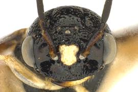   Neurotoma fasciata  male face; photo by J. Orr, WSDA 
