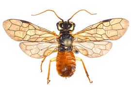   Oncholyda sitkensis  female dorsal habitus; photo by J. Orr, WSDA 
