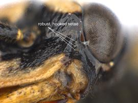   Oncholyda  sp. malar space and setae; photo by Q. Baine, WSDA 
