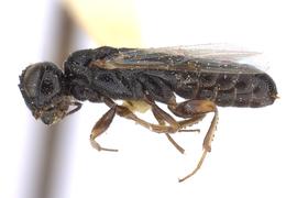   Ophrynon  sp. male lateral habitus; photo by J. Orr, WSDA 
