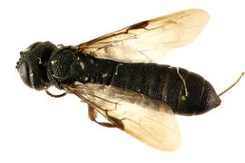   Ophrynon martini  female dorsal habitus; photo by Q. Baine, WSDA 
