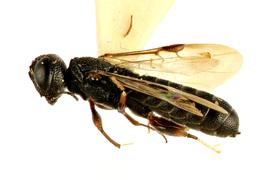   Ophrynon martini  female lateral habitus; photo by Q. Baine, WSDA 
