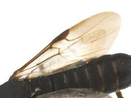   Ophrynon martini nbsp;forewing; photo by Q. Baine, WSDA 
