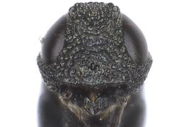   Ophrynopus nigricans  male face; photo by J. Orr, WSDA 
