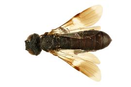   Ophrynopus nigricans  female dorsal habitus; photo by Q. Baine, WSDA 
