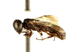   Ophrynopus nigricans  female lateral habitus; photo by Q. Baine, WSDA 
