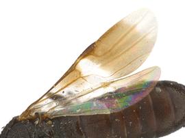   Ophrynopus nigricans nbsp;forewing; photo by Q. Baine, WSDA 
