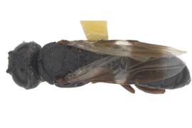   Ophrynopus nigricans  male dorsal habitus; photo by J. Orr, WSDA 
