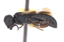   Ophrynopus nigricans  male lateral habitus; photo by J. Orr, WSDA 
