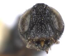   Ophrynon levigatus  male face; photo by J. Orr, WSDA 

