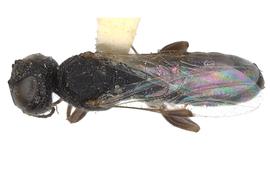   Ophrynon levigatus  male dorsal habitus; photo by J. Orr, WSDA 
