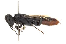   Orussus occidentalis  female lateral habitus; photo by J. Orr, WSDA 
