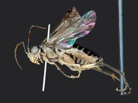   Pachyprotasis rapae  female lateral habitus; photo by J. Orr, WSDA 
