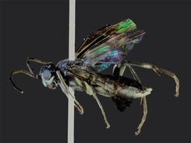   Pachyprotasis rapae nbsp;male lateral habitus; photo by J. Orr, WSDA 
