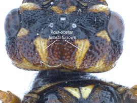   Pamphiliidae  post-ocellar lateral furrows; photo by J. Orr, WSDA 
