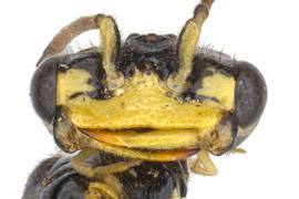   Pamphilius  sp. male face; photo by J. Orr, WSDA 
