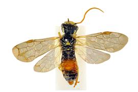   Pamphilius pacificus  male dorsal habitus; photo by J. Orr, WSDA 
