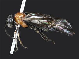   Paracharactus montivaga nbsp;female lateral habitus; photo by J. Orr, WSDA 
