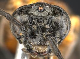   Paracharactus montivaga nbsp;female face; photo by Q. Baine, WSDA 
