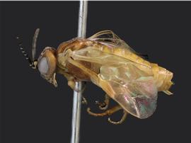   Periclista diluta  female lateral habitus; photo by J. Orr, WSDA 
