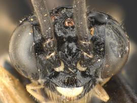   Periclista limbata  male face; photo by Q. Baine, WSDA 
