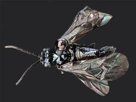   Phymatocera rusculla  female dorsal habitus; photo by J. Orr, WSDA 
