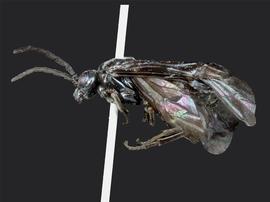   Phymatocera rusculla  female lateral habitus; photo by J. Orr, WSDA 
