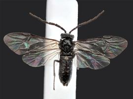   Phymatocera  sp. male dorsal habitus; photo by J. Orr, WSDA 
