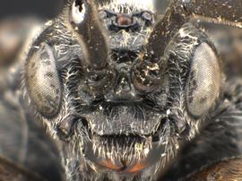   Phymatocera  sp. male face; photo by Q. Baine, WSDA 
