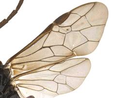   Phymatocera sp.  wings; photo by P. Jones, WSDA 
