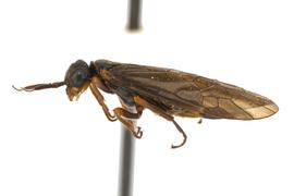   Pleroneura californica  female lateral habitus; photo by J. Orr, WSDA 
