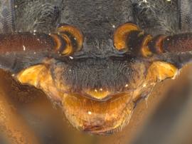   Pleroneura californica  female clypeus; photo by Q. Baine, WSDA 
