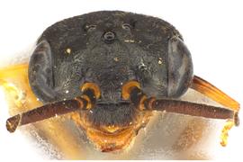   Pleuroneura californica  female face; photo by J. Orr, WSDA 
