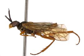   Pleroneura californica  male lateral habitus; photo by J. Orr, WSDA 
