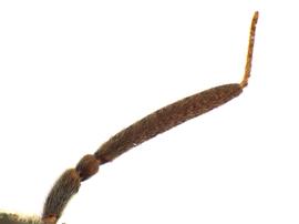   Pleroneura californica  antenna; photo by Q. Baine, WSDA 
