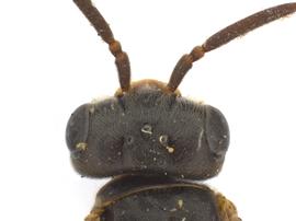   Pleroneura californica  female head; photo by Q. Baine, WSDA 
