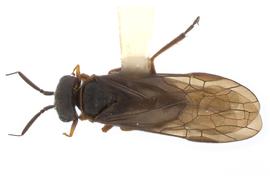   Pleuroneura californica  female dorsal habitus; photo by J. Orr, WSDA 
