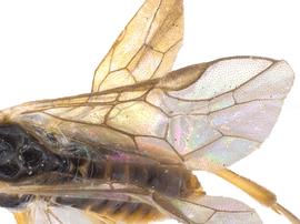   Euura  sp. nbsp; fore wing; photo by J. Orr, WSDA 
