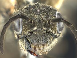   Prionourgus salmani nbsp;female face; photo by Q. Baine, WSDA 
