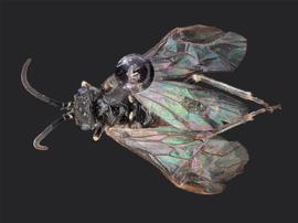   Prionourgus salmani nbsp;male dorsal habitus; photo by J. Orr, WSDA 
