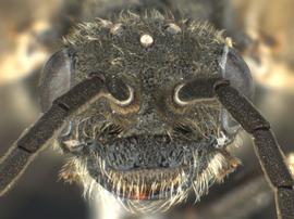   Prionourgus salmani nbsp;male face; photo by Q. Baine, WSDA 
