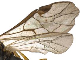   Pristiphora acidovalvanbsp; wings; photo by P. Jones, WSDA 
