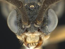   Pristiphora banksi nbsp;male face; photo by Q. Baine, WSDA 
