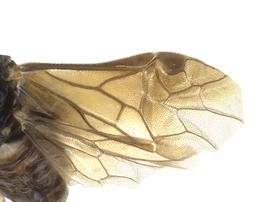   Profenusa alumnanbsp; fore wing; photo by J. Orr, WSDA 
