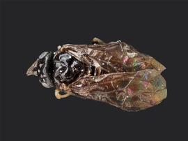   Profenusa thomsoni nbsp;female dorsal habitus; photo by J. Orr, WSDA 
