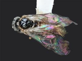   Prolatus artus nbsp;female dorsal habitus; photo by J. Orr, WSDA 
