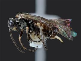   Prolatus artus nbsp;female lateral habitus; photo by J. Orr, WSDA 
