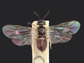   Pseudodineura heringi nbsp;female dorsal habitus; photo by J. Orr, WSDA 
