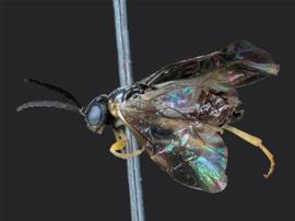   Pseudodineura parva nbsp;female lateral habitus; photo by J. Orr, WSDA 
