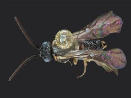   Pseudodineura parva nbsp;male dorsal habitus; photo by J. Orr, WSDA 
